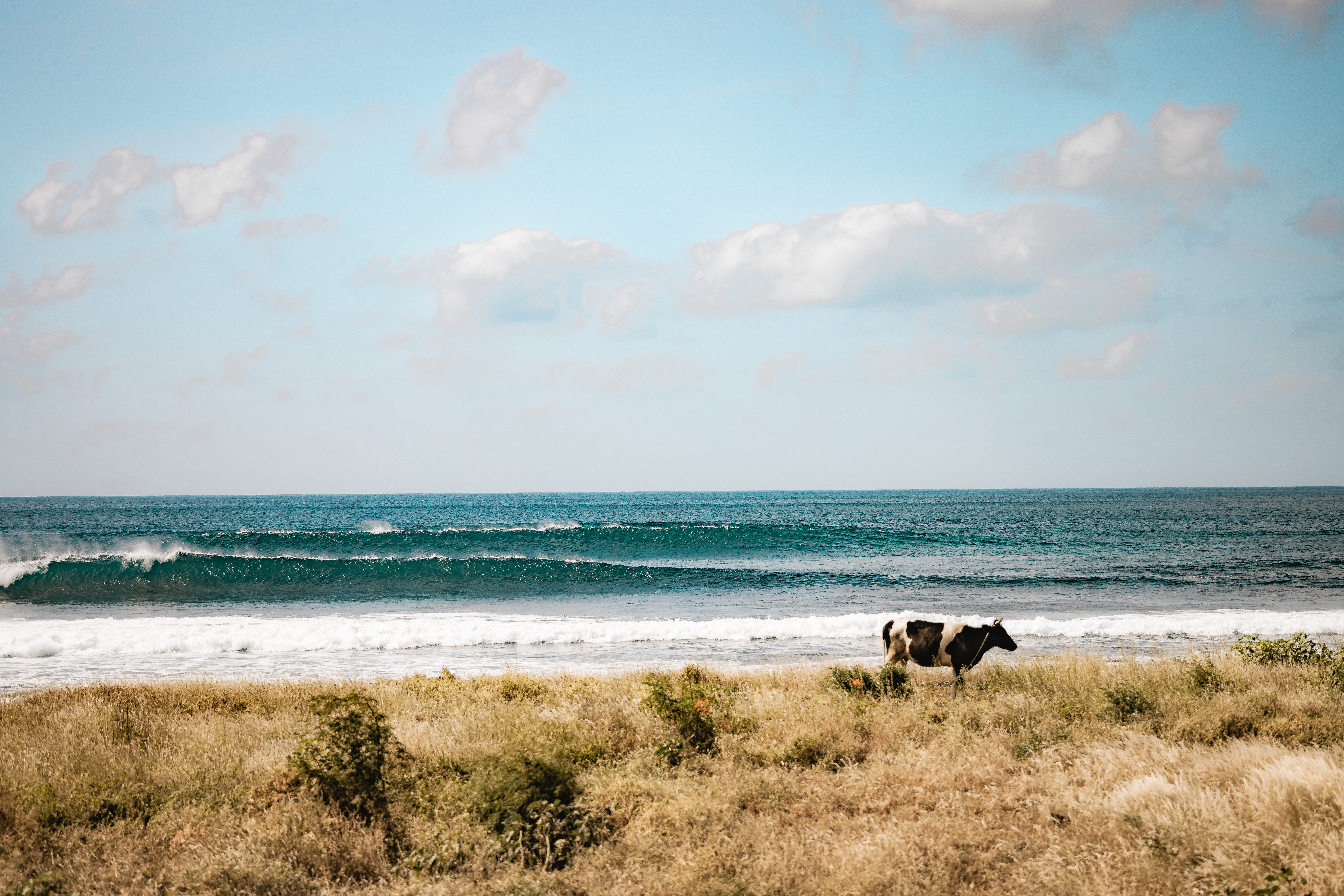 Cow alone on the beach